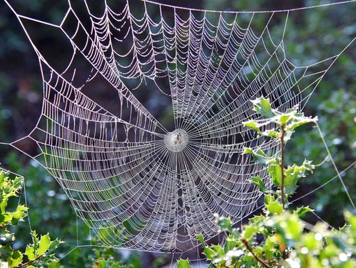 a spiders web