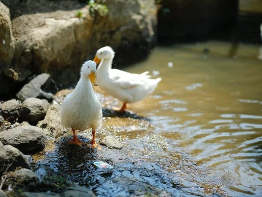 Water Off A Ducks Back!